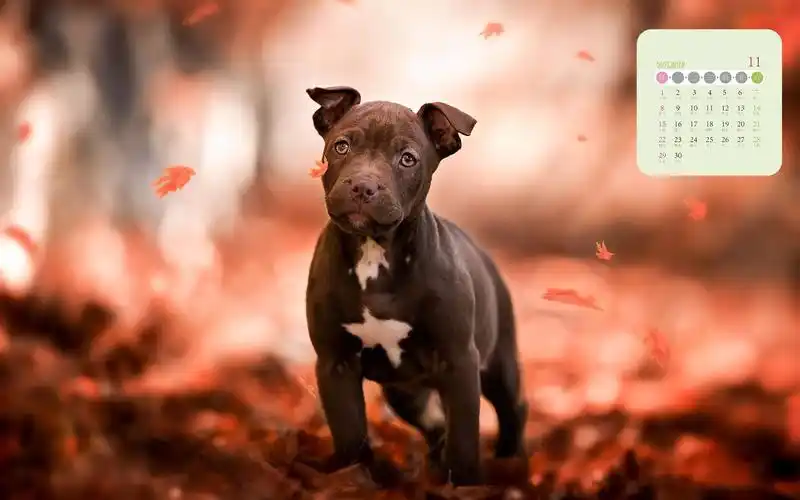 2020年11月秋日森林里的萌宠可爱写真日历,月历壁纸-回车桌面