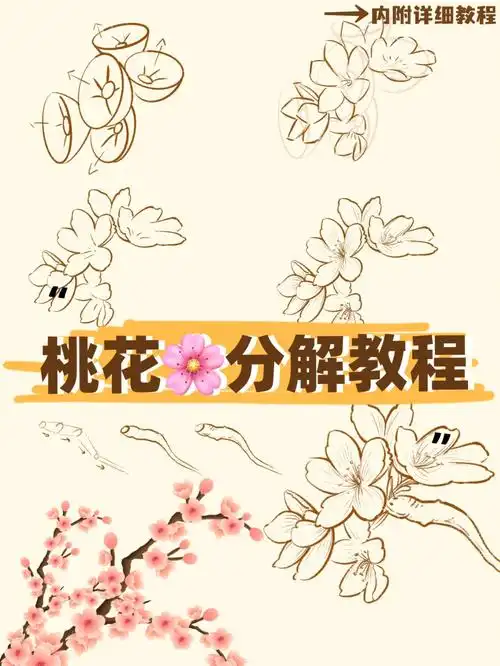 钢笔如何画桃花线稿分解教程
