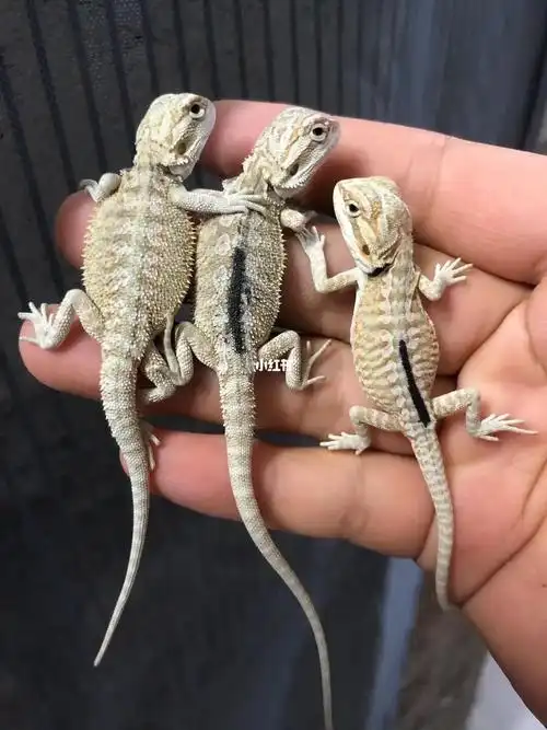 超白鬃狮蜥极品体质