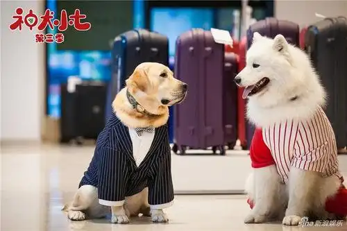 《神犬小七第三季》曝新剧照