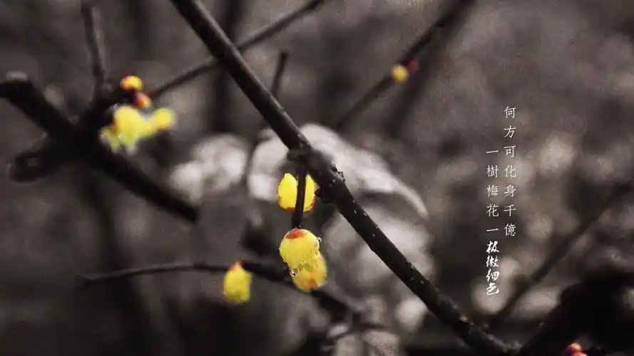 冬季里一树梅花电脑简约桌面壁纸