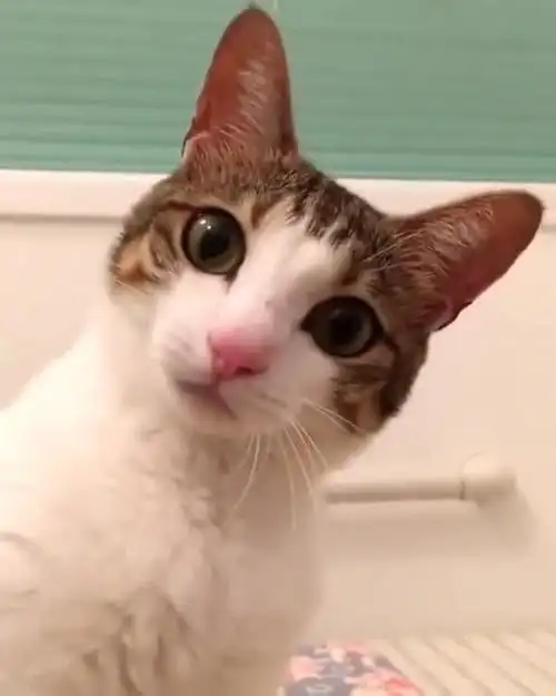 猫咪不停地歪头杀卖萌,可爱到我了