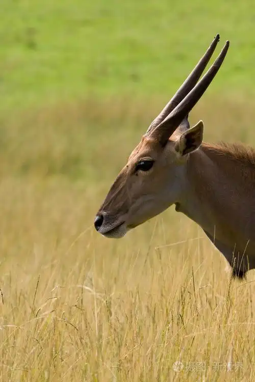 大羚羊taurotragus