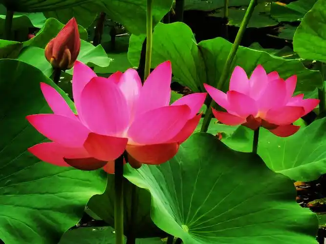 《赏荷花》六月盛夏荷花盛开,奥森公园荷花争奇斗艳,蔚为壮观,引无数