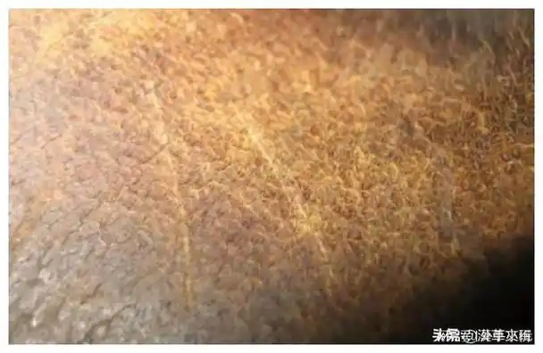 除了犀角外,其他角类虽然个别的也有"鱼子纹",但鱼子纹组合是均匀的