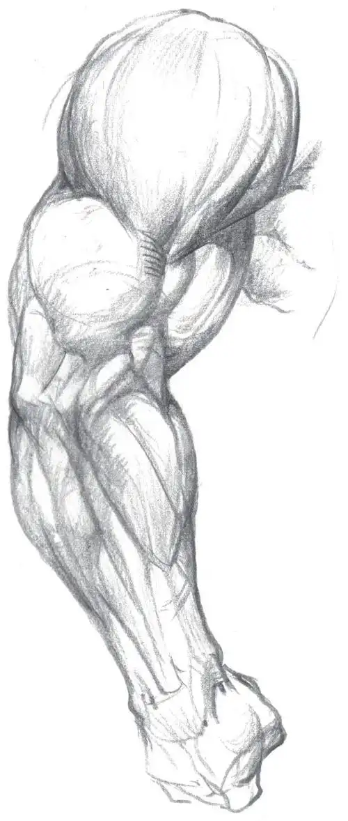 肌肉|游戏动漫人体结构造型手绘技法_网易订阅