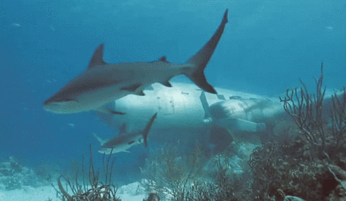 新解科普天地在水里生活的鱼会感到口渴吗