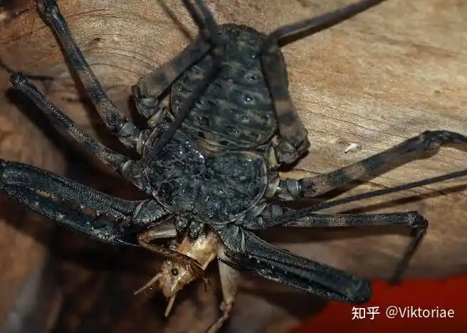 蝎类形态学蝎子的钳子实际上只是长了角的腿