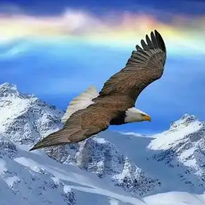 雪山雄鹰头像
