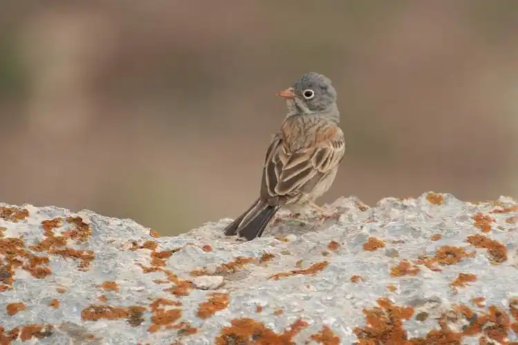 p>灰颈鹀(学名: i>emberiza buchanani /i>):体重19-22克,体长147