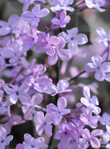 花开五月,幽幽丁香