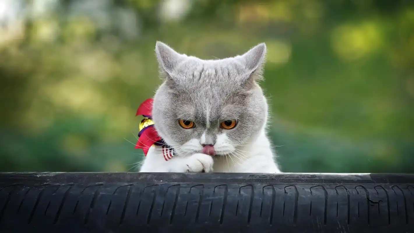 喵:今天没抓到99情绪有点不佳.#喵星人 #抖音图文来了