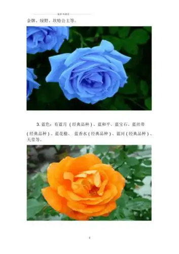 月季花品种大全