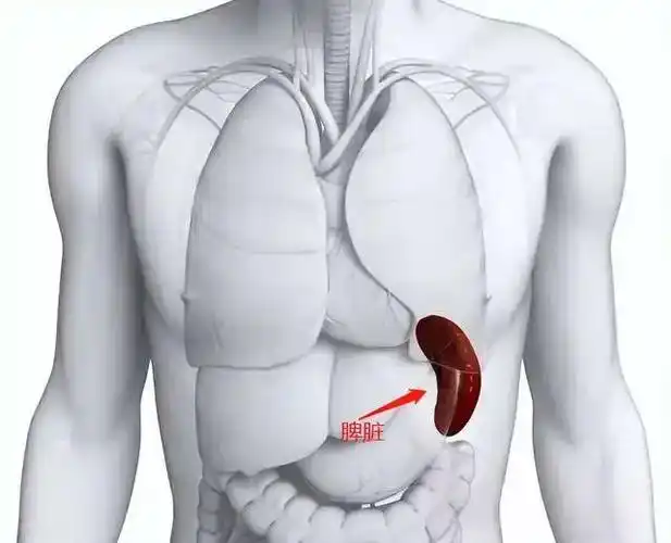 脾脏长在人体的左上腹部,正好被我们的肋骨挡住,所以体检的时候经常说