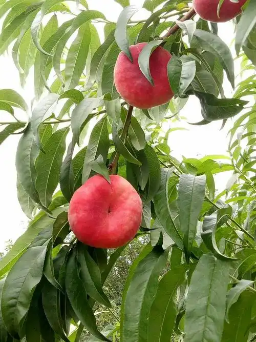 平谷正宗蟠桃 现摘现发 桃味浓郁 香甜多汁 孕妇小孩首选水果