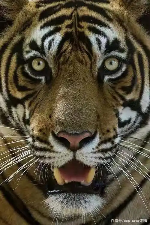 追踪野生孟加拉虎,惊心动魄的老虎探险之旅,这些国家公园值得去