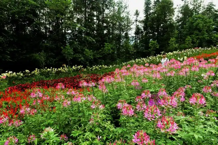高山花园——城口九重花岭掠影
