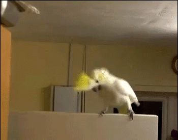 敢在猫主子上动土,这只龙猫估计活不过今晚了.