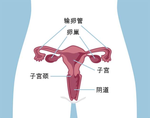 这是预防女性子宫颈癌的一种非常有效的检查.