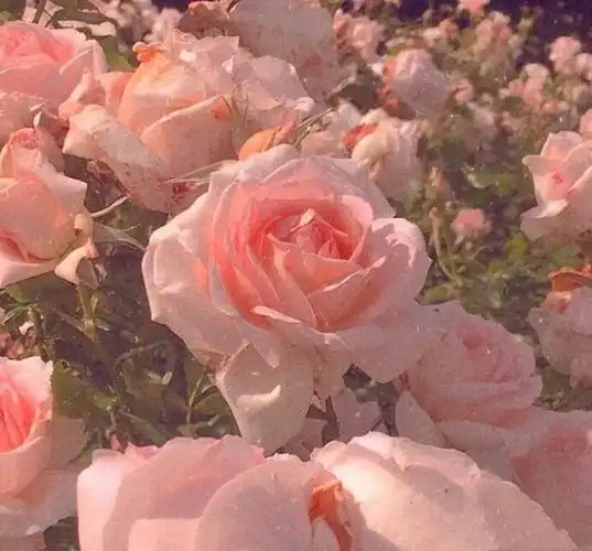 雨天:小清新女头像 - 堆糖,美图壁纸兴趣社区