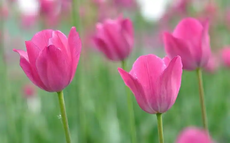 壁纸 粉红色的花朵,郁金香,背景虚化