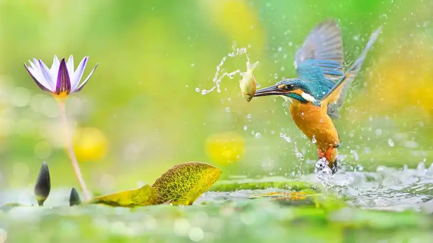翠鸟捕鱼,水飞溅,莲花 壁纸 - 1600x900