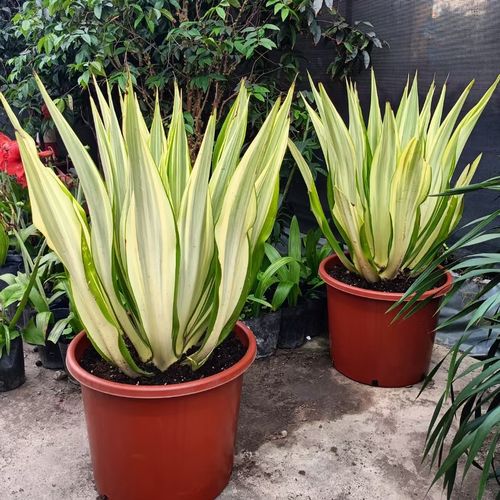 金边万年麻花叶龙舌兰科大型景观湿地园艺植物多年生耐热耐晒耐冻