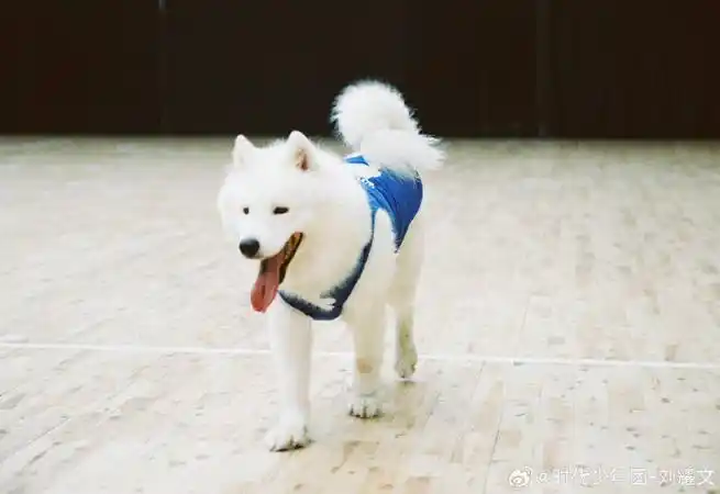 刘耀文让土豆注意表情管理##刘耀文镜头下的土豆