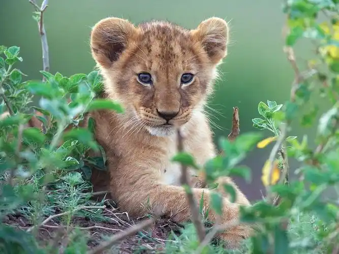 可爱的小狮子在绿色灌木丛 壁纸