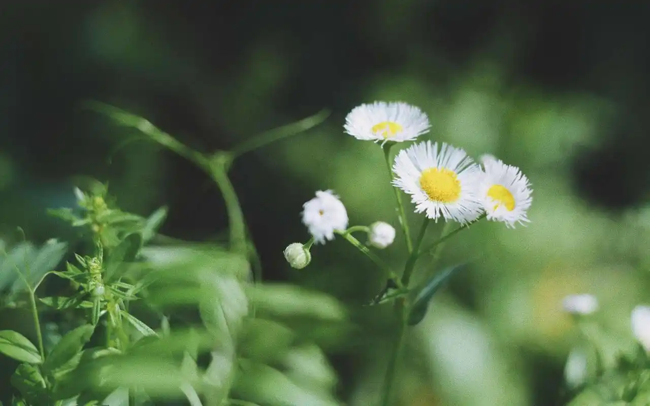 绿色护眼植物摄影图片高清壁纸-植物壁纸-壁纸下载-美桌网