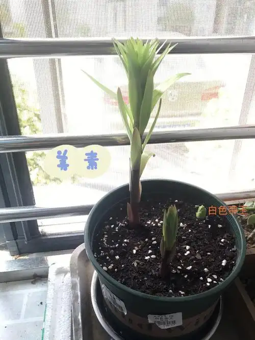 夏种百合的记录