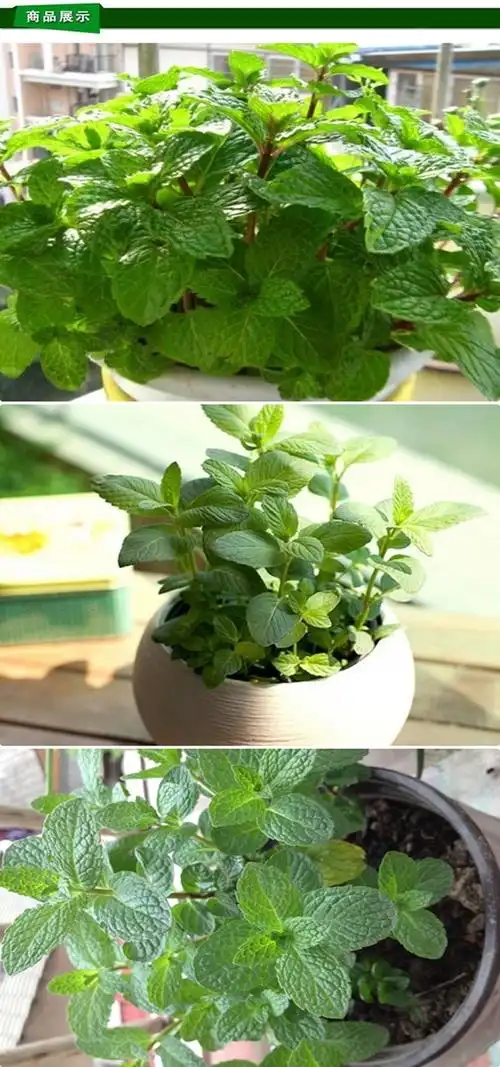 薄荷种子 马薄荷 美国薄荷 柠檬薄荷 香水薄荷 清凉薄荷种子可食用作
