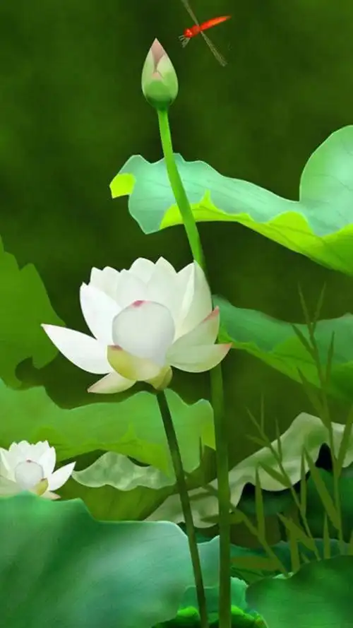 清新荷花,高清图片,手机锁屏桌面-壁纸族