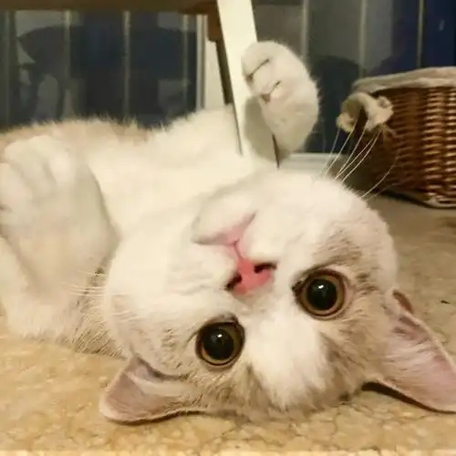 p1圆圆的脑袋p2看招p3放弃挣扎#我家宠物好可爱 #乳白曼基康 #我的萌