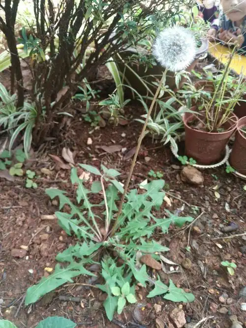 蒲公英长得真美啊!