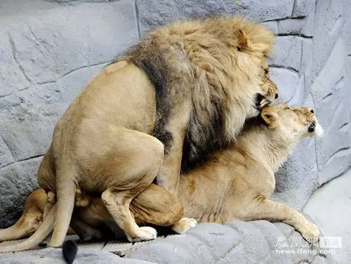 2011年7月13日,德国汉堡,摄影师拍摄哈根贝克动物园狮子交配场景.