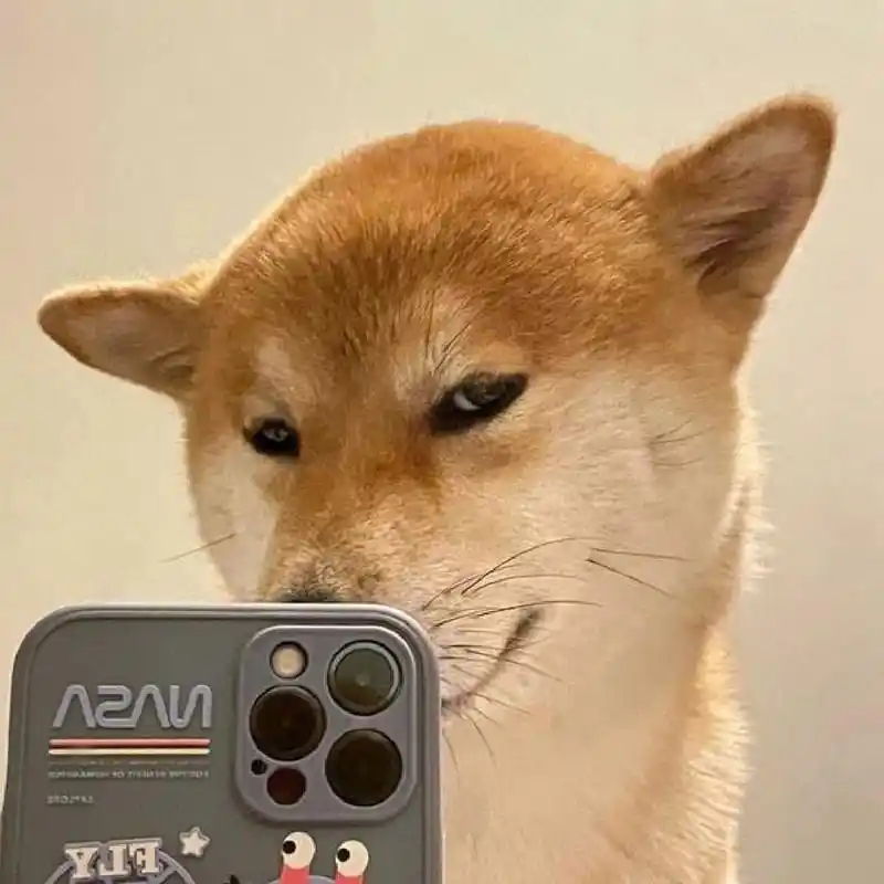 狗狗看手机的图片嘛!(点个赞呗)