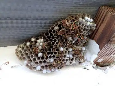 在蜂巢的屋顶下蜜蜂在自然食 (merops apiaster)蜜蜂和花,,昆虫对蜂窝