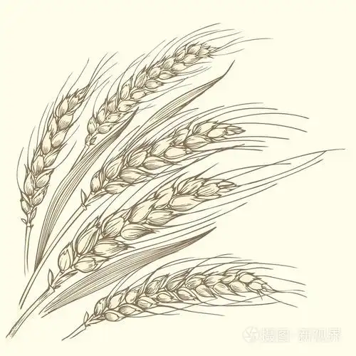 几个成熟的麦穗