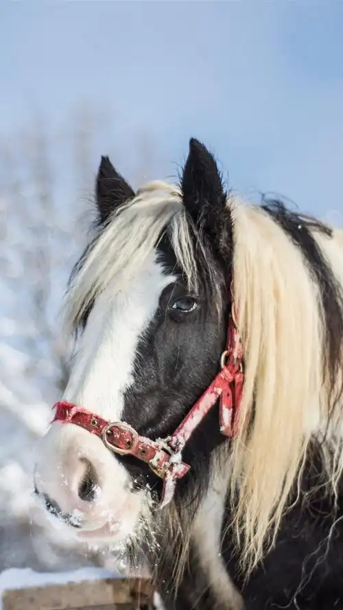 壁纸 马,头,眼睛,鬃毛,雪,冬天 5120x2880 uhd 5k 高清壁纸, 图片