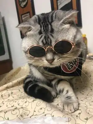 社会橘猫哥雪地拍照,外表冷酷无比,让人不由感叹霸气侧漏