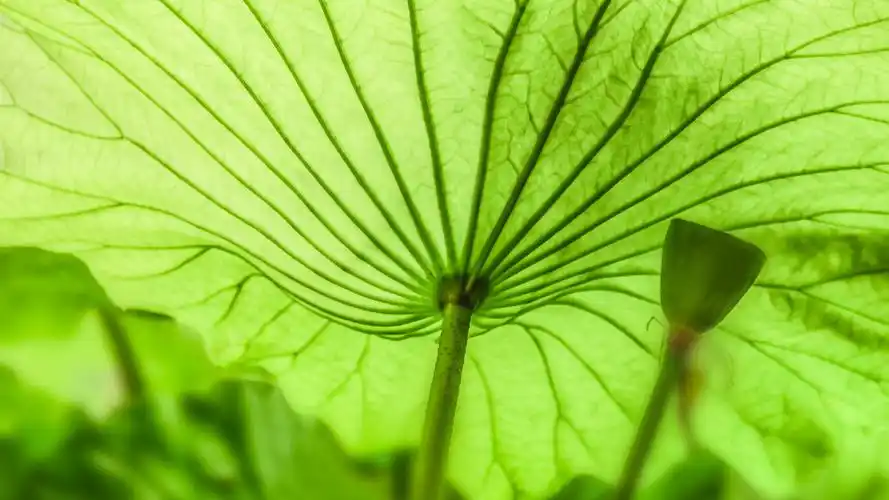 65m上传时间:2021-09-16壁纸标签:春天的树叶4k绿色护眼桌面壁纸养眼