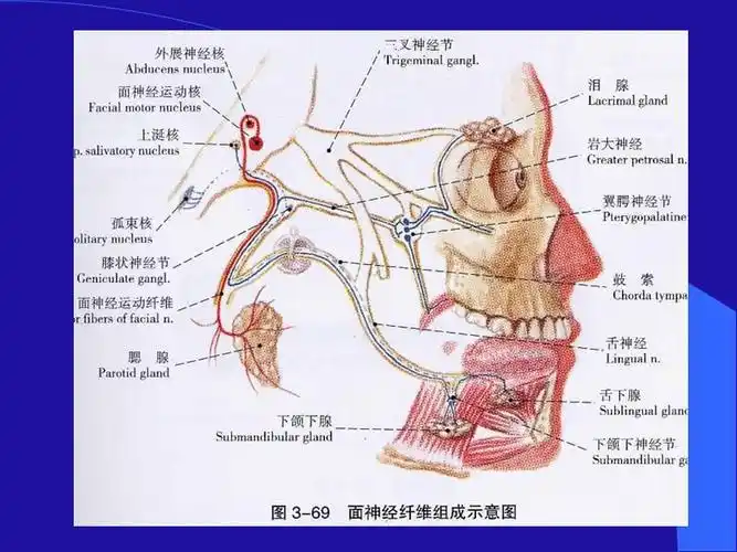 面神经麻痹新ppt参考课件