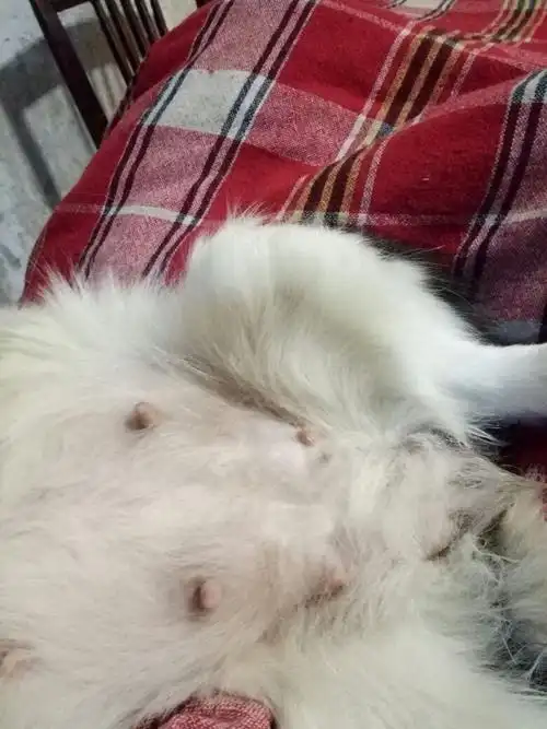 我狗狗肚子这样,是怀孕了吗?