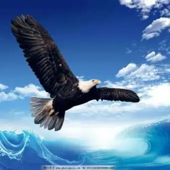 雄鹰展翅搏击长空头像