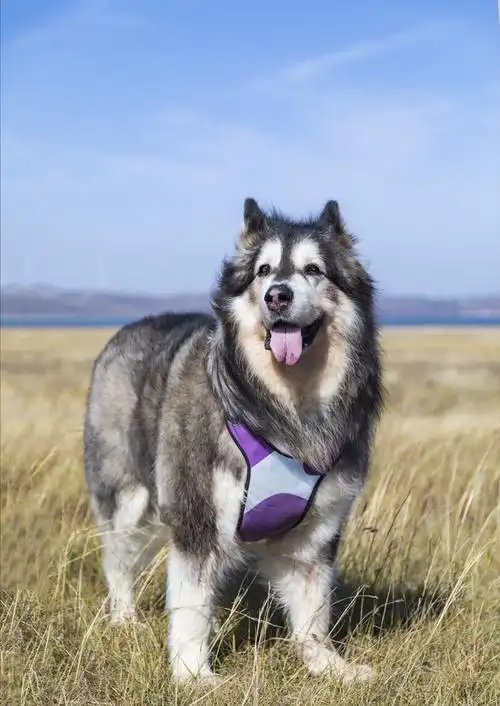 别轻易养"阿拉斯加",太容易上瘾了