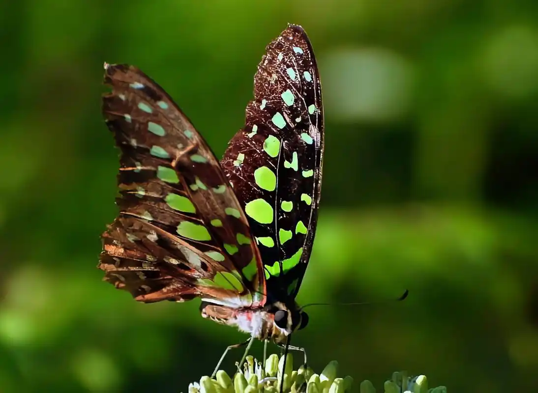 每天认识一种昆虫——统帅青凤蝶 统帅青凤蝶又名翠