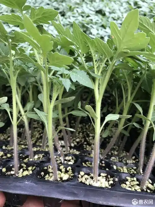 小西红柿苗 小黄 小紫 小黑 小绿番茄苗口感好产量高 抗病强