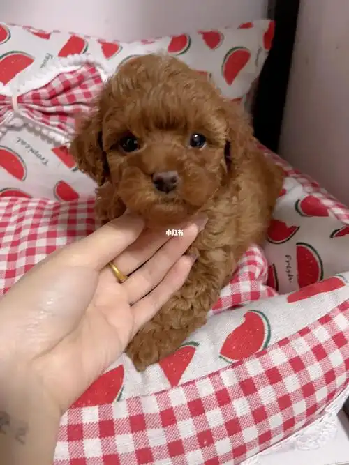 两个月棕色小体泰迪弟弟599