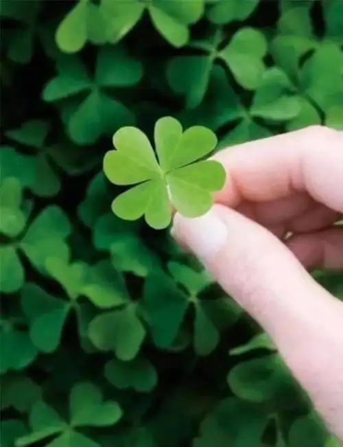 幸运的四叶草幸运的四叶草图片大全